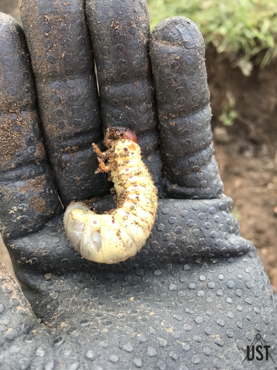 IMG 2119 (5888 Besuche) Utopiastadt-Mitbewohner im Grünstreifen entdeckt IMG 2119