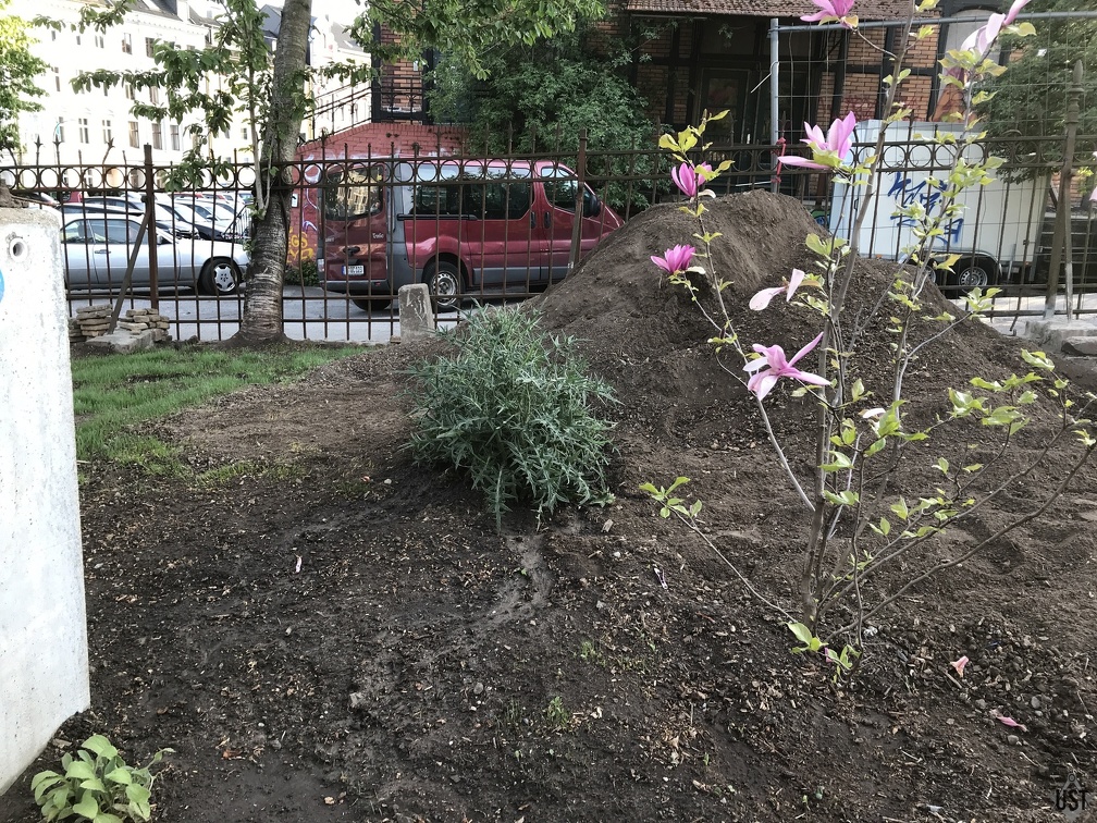 IMG 2125 (5574 Besuche) Eine Distel wurde verpflanzt IMG 2125