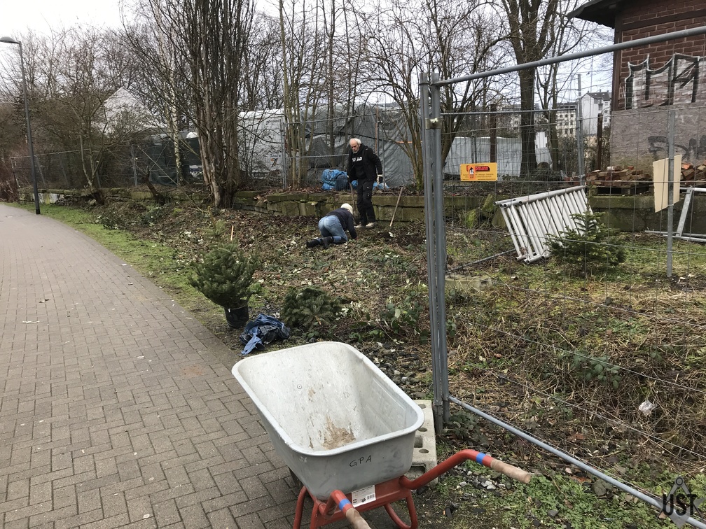 IMG 3968 (6221 Besuche) Zwei Weihnachtsbäume kriegen eine neue Heimat IMG 3968