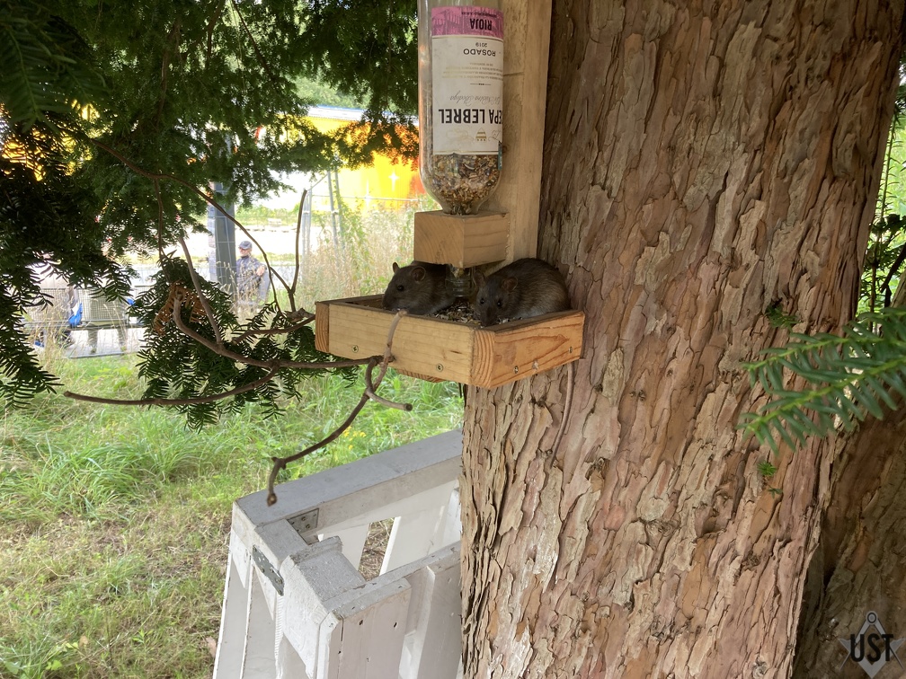 IMG 5077 (5303 Besuche) Sicher nur getarnte Vögel IMG 5077