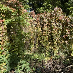 GPA Workout 2021 KW 41