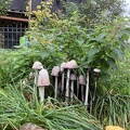 IMG_9060.JPG