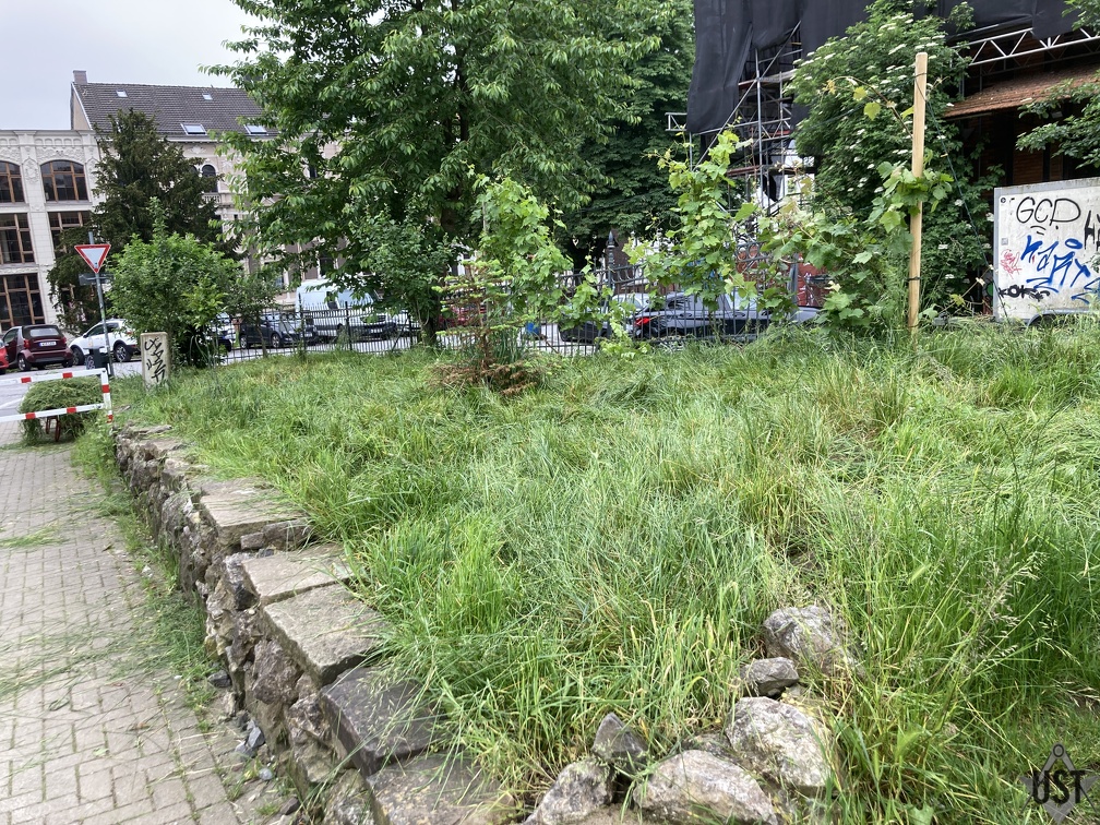 IMG 0417 (3917 Besuche) Mit drei Wochen Verspätung wurde der Grünstreifen gesenst IMG 0417