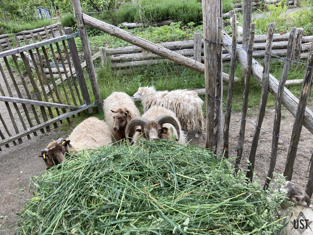 IMG 0419 (4005 Besuche) Schafe verstehen das Konzept einer Schubkarre nur bedingt IMG 0419