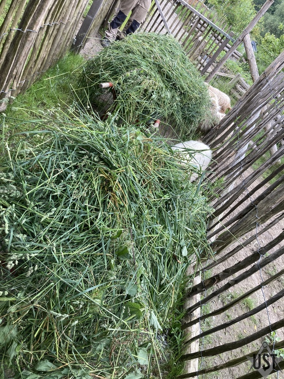 IMG 0418 (3869 Besuche) Das Gemähte wird zu Schafen weiterverarbeitet IMG 0418