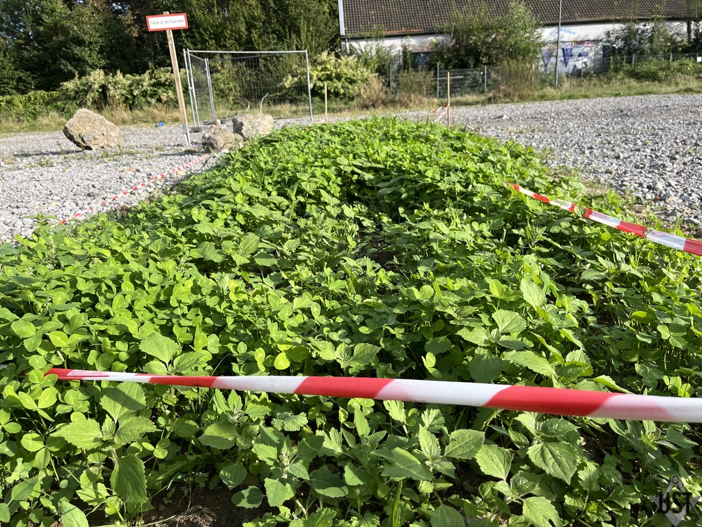 IMG 6374 (3896 Besuche) IMG 6374