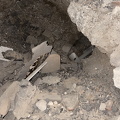 IMG_1333.jpeg