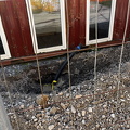IMG_9251.jpeg
